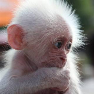Albino monkey wallpaper