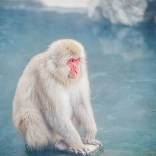Albino monkey wallpaper