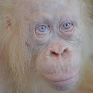 Albino monkey wallpaper