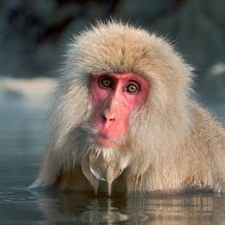 Albino monkey wallpaper