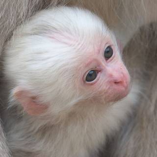 Albino monkey wallpaper