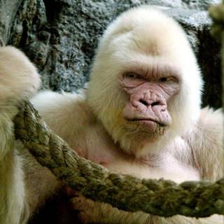 Albino monkey wallpaper