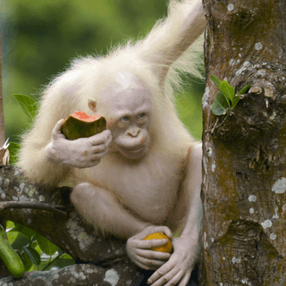 Albino monkey wallpaper