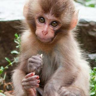 Albino monkey wallpaper