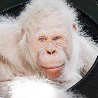 Albino monkey wallpaper