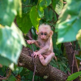 Albino monkey wallpaper