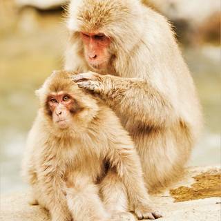 Albino monkey wallpaper