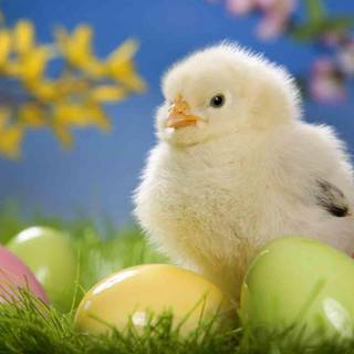 Happy Easter chickens wallpaper
