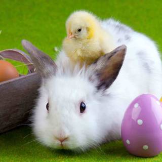 Happy Easter chickens wallpaper