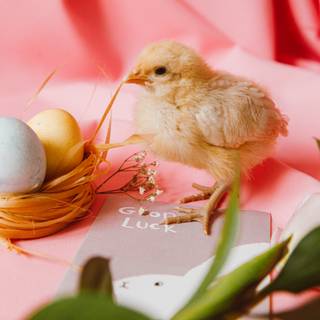 Happy Easter chickens wallpaper