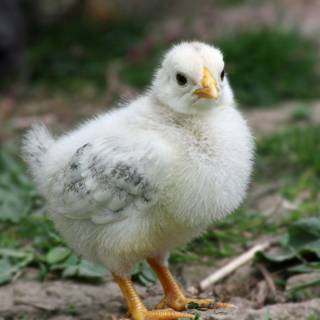 Happy Easter chickens wallpaper