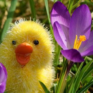 Happy Easter chickens wallpaper