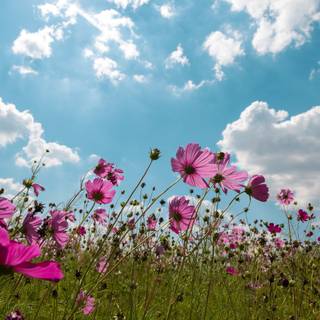 Summer pink and teal wallpaper