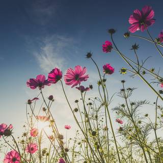 Summer pink and teal wallpaper