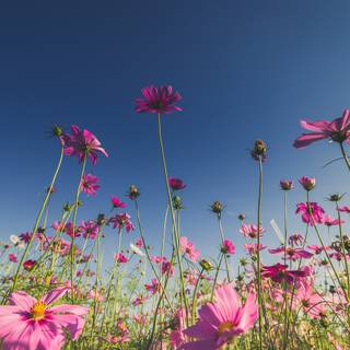 Summer pink and teal wallpaper