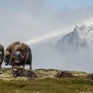 Musk ox wallpaper