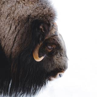 Musk ox wallpaper