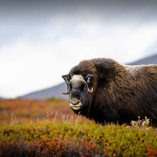 Musk ox wallpaper