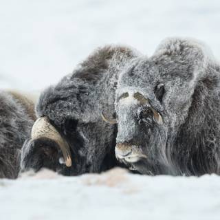 Musk ox wallpaper