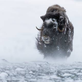 Musk ox wallpaper