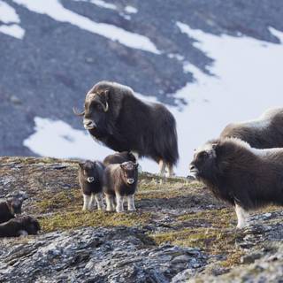 Musk ox wallpaper