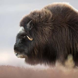 Musk ox wallpaper