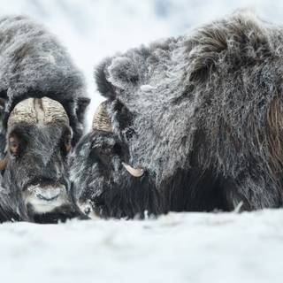 Musk ox wallpaper