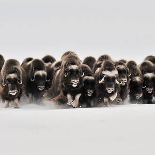 Musk ox wallpaper