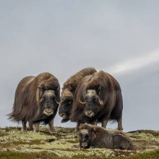 Musk ox wallpaper