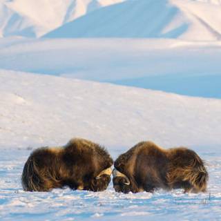 Musk ox wallpaper