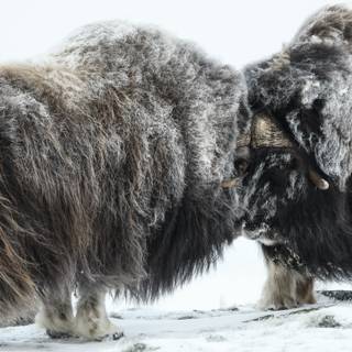 Musk ox wallpaper