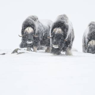 Musk ox wallpaper