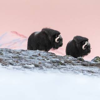 Musk ox wallpaper