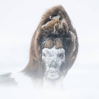 Musk ox wallpaper