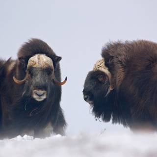 Musk ox wallpaper