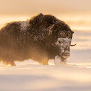 Musk ox wallpaper