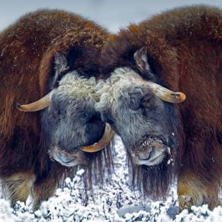 Musk ox wallpaper