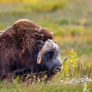 Musk ox wallpaper