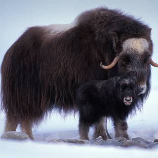 Musk ox wallpaper