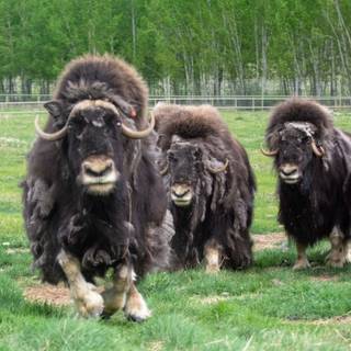 Musk ox wallpaper