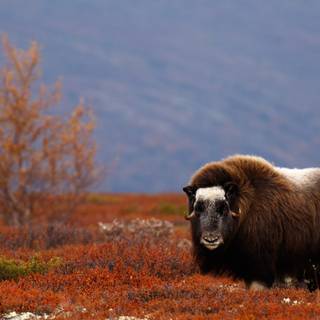 Musk ox wallpaper