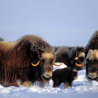 Musk ox wallpaper