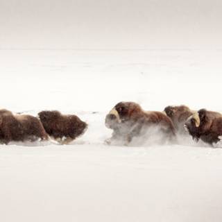 Musk ox wallpaper