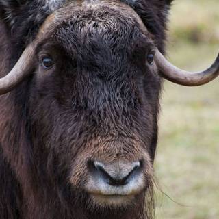 Musk ox wallpaper
