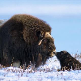 Musk ox wallpaper