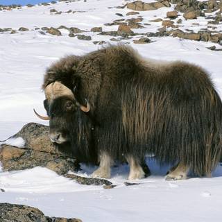 Musk ox wallpaper
