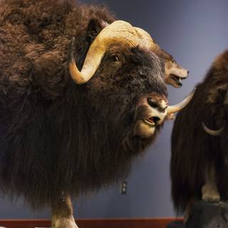 Musk ox wallpaper