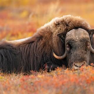 Musk ox wallpaper