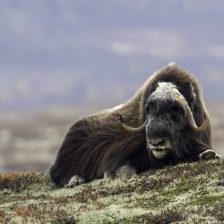 Musk ox wallpaper