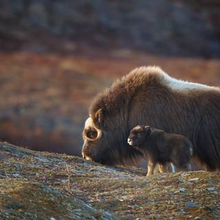 Musk ox wallpaper